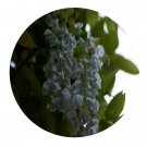 DwarfGiantFarm 200Pcs A Set Wisteria venusta　 seed Prodgf