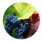 DwarfGiantFarm 200Pcs A Set Vitis piasezkii Maxim Seed Prodgf