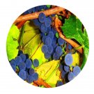 DwarfGiantFarm 200Pcs A Set Vitis amurensis Seed Prodgf