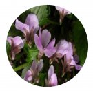 DwarfGiantFarm 200Pcs A Set Viola urophylla Seed Prodgf