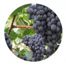 DwarfGiantFarm 200Pcs A Set Vitis davidii Foex Seed  Prodgf