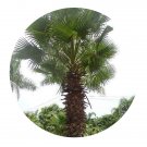 DwarfGiantFarm 200Pcs A Set Washingtonia filifera Seed  Prodgf