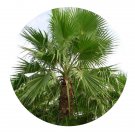 DwarfGiantFarm 200Pcs A Set Washingtonia robusta H. Wendl Seed  Prodgf