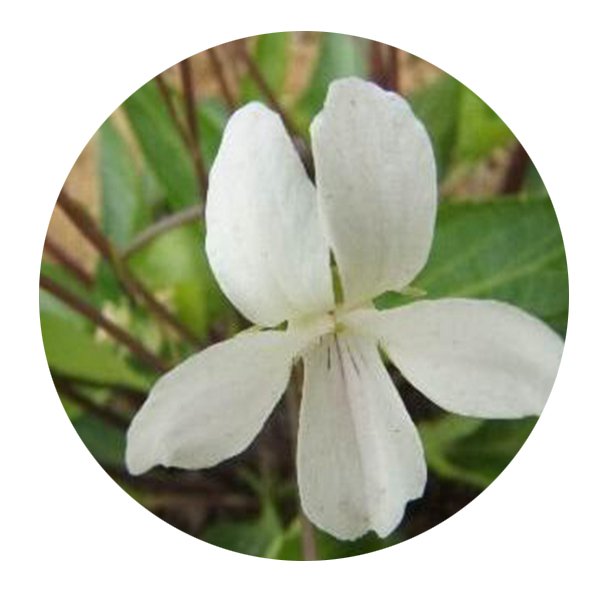 DwarfGiantFarm 200Pcs A Set Viola lactiflora Seed   Prodgf