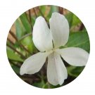 DwarfGiantFarm 200Pcs A Set Viola lactiflora Seed   Prodgf