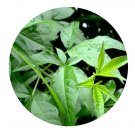DwarfGiantFarm 200Pcs A Set Vitex negundo Seed  Prodgf