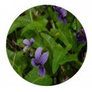 DwarfGiantFarm 200Pcs A Set Viola inconspicua Seed  Prodgf