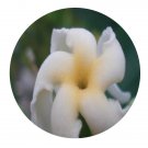 DwarfGiantFarm 200Pcs A Set Voacanga africana Stapf Seed   Prodgf