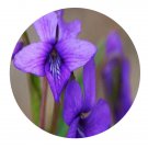 DwarfGiantFarm 200Pcs A Set Viola philippica Car Seed  Prodgf
