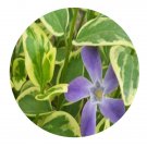 DwarfGiantFarm 200Pcs A Set Vinca major Linn. cv. Variegata Loud Seed Prodgf