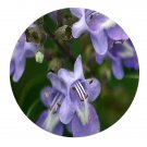 DwarfGiantFarm 200Pcs A Set Vitex rotundifolia Seed Prodgf