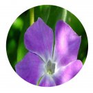 DwarfGiantFarm 200Pcs A Set Vinca minor Linn Seed Prodgf
