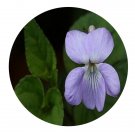 DwarfGiantFarm 200Pcs A Set Viola grypoceras Seed Prodgf