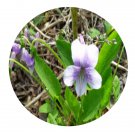 DwarfGiantFarm 200Pcs A Set Viola rossii Hemsl Seed Prodgf