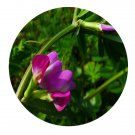 DwarfGiantFarm 200Pcs A Set Vicia sativa Seed Prodgf