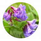 DwarfGiantFarm 200Pcs A Set Vicia unijuga Seed Prodgf