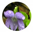 DwarfGiantFarm 200Pcs A Set Viola acuminata Ledeb. var. acuminata Seed Prodgf