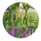 DwarfGiantFarm 200Pcs A Set Vicia cracca Linn Seed Prodgf
