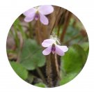 DwarfGiantFarm 200Pcs A Set Viola diffusa Ging Seed Prodgf