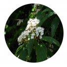 DwarfGiantFarm 200Pcs A Set Viburnum setigerum Hance Seed Prodgf