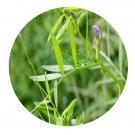 DwarfGiantFarm 200Pcs A Set Vicia hirsta Seed Prodgf