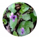 DwarfGiantFarm 200Pcs A Set Viola arcuata Seed  Prodgf