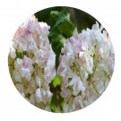 DwarfGiantFarm 200Pcs A Set Viburnum viburnm Roseum Seed Prodgf