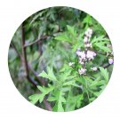 DwarfGiantFarm 200Pcs A Set Vitex negundo var. heterophylla Seed Prodgf