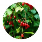 DwarfGiantFarm 200Pcs A Set Viburnum opulus Seed  Prodgf