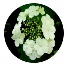 DwarfGiantFarm 200Pcs A Set Viburnum kansuense Seed  Prodgf