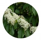 DwarfGiantFarm 200Pcs A Set Viburnum luzonicum Seed   Prodgf