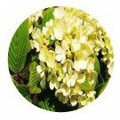 DwarfGiantFarm 200Pcs A Set Viburnum macrocephalum f.keteleeri Seed    Prodgf