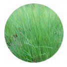 DwarfGiantFarm 200Pcs A Set Vetiveria zizanioides Seed.   Prodgf