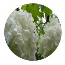 DwarfGiantFarm 200Pcs A Set Viburnum plicatum Thunb Seed Prodgf
