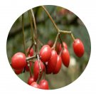 DwarfGiantFarm 200Pcs A Set Viburnum Viburnum setigerum Seed Prodgf