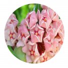 DwarfGiantFarm 200Pcs A Set Hoya carnosa Seed Prodgf
