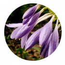 DwarfGiantFarm 200Pcs A Set Hosta ensata F.Maekawa Seed  Prodgf