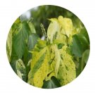 DwarfGiantFarm 200Pcs A Set Acalypha wilkesiana cv. Java White Seed  Prodgf