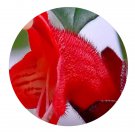 DwarfGiantFarm 200Pcs A Set Aeschynanthus radicans Seed Prodgf