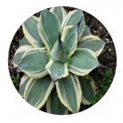 DwarfGiantFarm 50Pcs A Set Agave fuachucensis Variegata seed Prodgf