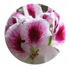 DwarfGiantFarm 100Pcs A Set E.Bravo Pelargonium Hortorum Flower Seed Prodgf