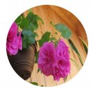DwarfGiantFarm 100Pcs A Set Blue Sybil Pelargonium Hortorum Flower Seed Prodgf