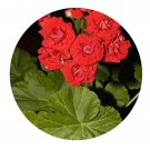 DwarfGiantFarm 100Pcs A Set Bornholm Pelargonium Hortorum Flower Seed  Prodgf