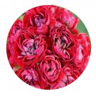 DwarfGiantFarm 100Pcs A Set Cook's Scarlet and White Pelargonium Hortorum Flower Seed  Prodgf
