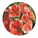 DwarfGiantFarm 100Pcs A Set Mr wren Pelargonium Hortorum Flower Seed  Prodgf