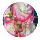 DwarfGiantFarm 100Pcs A Set Happy Appleblossom Pelargonium Hortorum Flower Seed   Prodgf