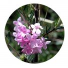 DwarfGiantFarm 200Pcs A Set Abelia parvifolia Hemsl Seed Prodgf