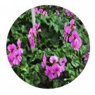DwarfGiantFarm 100Pcs A Set lilac Pelargonium Hortorum Flower Seed Prodgf