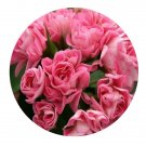 DwarfGiantFarm 100Pcs A Set Pink Rambler Pelargonium Hortorum Flower Seed Prodgf