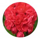 DwarfGiantFarm 100Pcs A Set Dood's Super Double Pelargonium Hortorum Flower Seed Prodgf